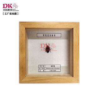 大科教学 昆虫标本 麻皮蝽华北蝼蛄金斑虎甲1 5*15*5mm  高等教学