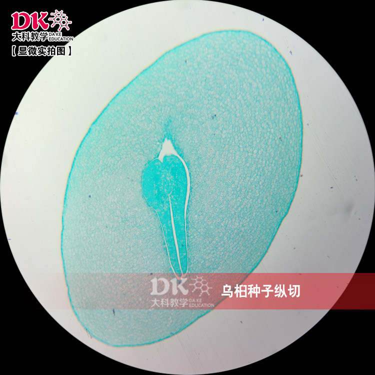 高教使用生物显微玻片 植物学教学玻片  乌桕种子纵切