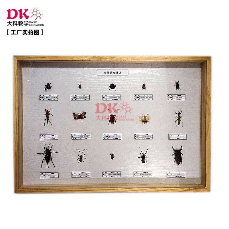 大科教学 昆虫标本 双叉犀金龟雨林蝎田鳖光肩星天牛45*45*45cm,文具电教/文化用品/商务用品,教学标本/模型,淘宝优惠券,粉丝福利购,淘宝优惠卷