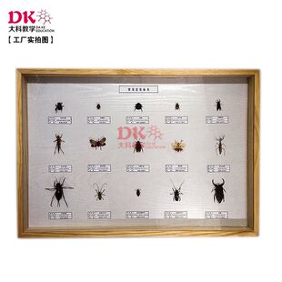 大科教学 昆虫标本 双叉犀金龟雨林蝎田鳖光肩星天牛45*45*45cm