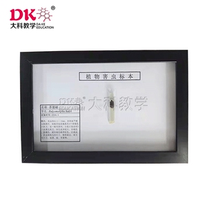 植物害虫标本：茶翅蝽、刺角天牛、葱蓟马、大猿叶甲、东方蝼蛄