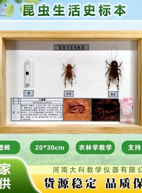 昆虫生活史标本 大蟋蟀(花生大蟋) 昆虫标本教学展示 农林学