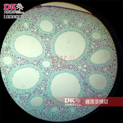 生产厂家定制 生物显微镜玻片 生物切片 植物切片 睡莲茎横切