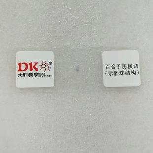 百合子房横切(示胚珠结构) 显微玻片 教学使用 生物切片标本