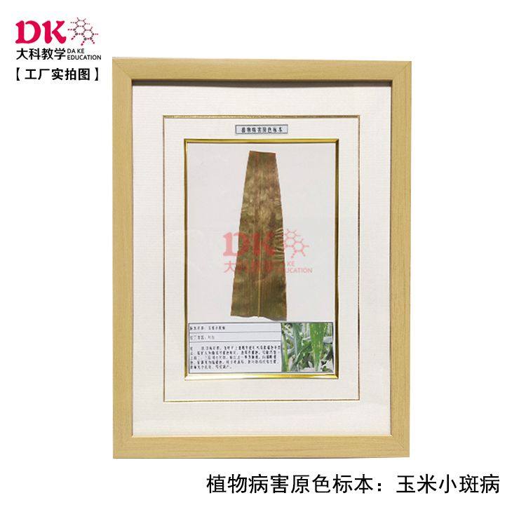 大科教学 植物病害标本 枣疯病月季黑斑病玉米锈病 40*50cm 高等,文具电教/文化用品/商务用品,教学标本/模型,淘宝优惠券,粉丝福利购,淘宝优惠卷