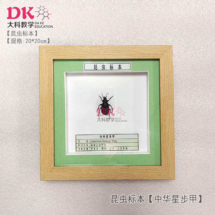 大科厂家直销 昆虫标本展示教学 独角仙地鳖硕蝽中华星步甲