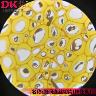 大科教学 定制生物显微镜玻片 植物切片 胞间连丝切片（柿胚乳）