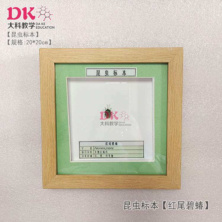 大科厂家直销 昆虫标本 展示教学  黑胸钩花萤龟纹瓢虫红尾碧蝽