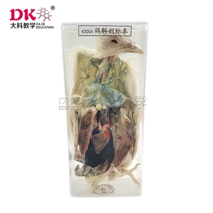 大科教学 动物标本 鸽解剖浸制 实验室教学器材用品 标本室展览