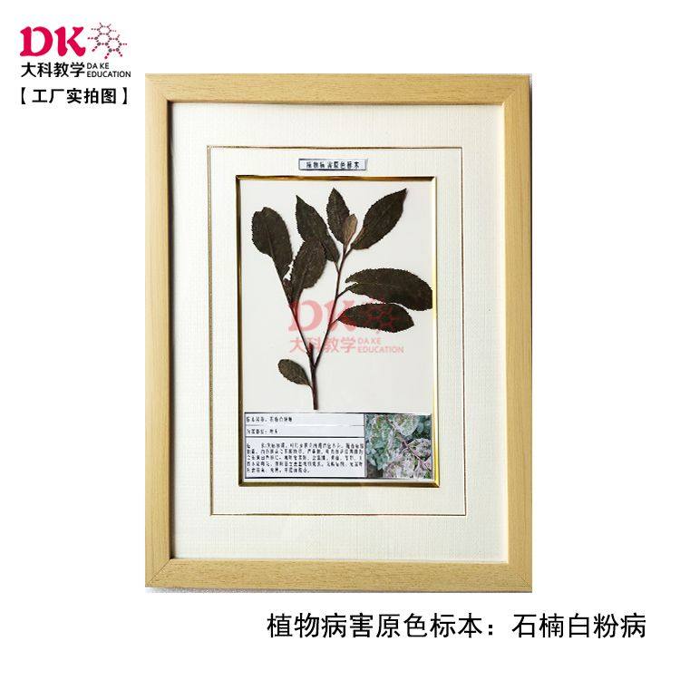 大科教学 植物病害标本 水稻霜霉病石楠白粉病花生青枯病 40*50cm,文具电教/文化用品/商务用品,教学标本/模型,淘宝优惠券,粉丝福利购,淘宝优惠卷