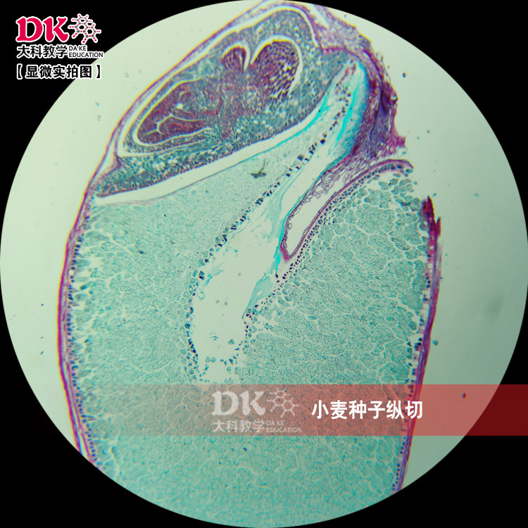 高教使用生物显微玻片 植物学教学玻片 小麦种子纵切