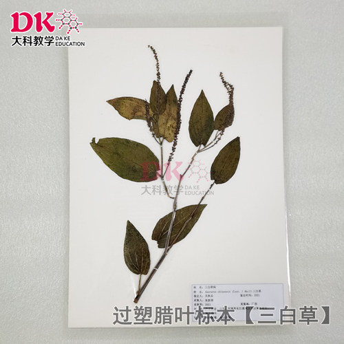 三白草 大科教学 植物腊叶标本展示展览 标本馆用品过塑标本