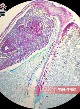 高教使用生物显微玻片 植物学教学玻片 玉米种子切片