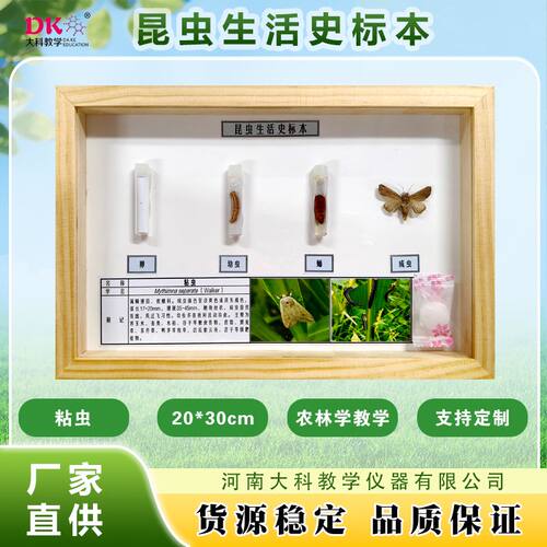 昆虫生活史标本   粘虫(4态)生活史 昆虫标本教学展示 农林学