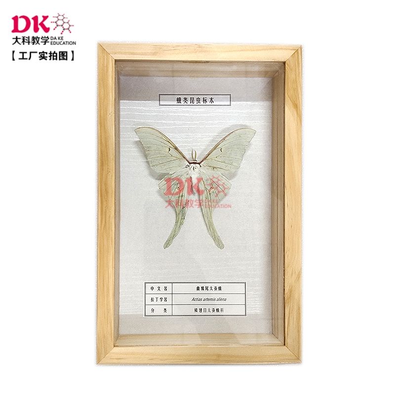 昆虫标本高等教学大科教学
