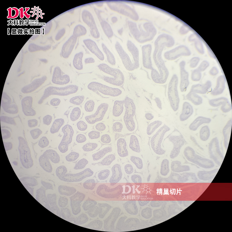 精巢切片 显微玻片 教学使用 生物切片标本