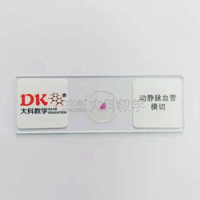 动静脉血管横切 10片/盒  生物玻片标本 中小学使用