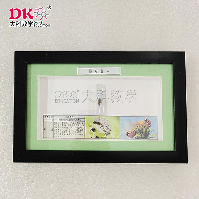 大科教学 植物害虫标本:七星瓢虫,蜻蜓,螳螂