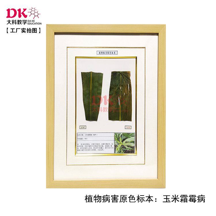 大科教学 植物病害标本 玉米假黑粉病灰斑病黑粉病霜霉病 40*50cm,文具电教/文化用品/商务用品,教学标本/模型,淘宝优惠券,粉丝福利购,淘宝优惠卷