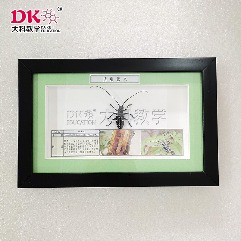 大科教学 植物害虫标本:星天牛,异色瓢虫,中华稻蝗