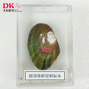 河南大科教学 底栖浸制标本 圆顶珠蚌浸制标本
