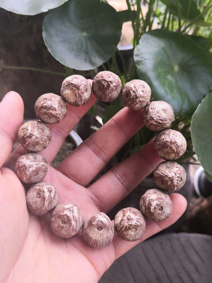 紫金鼠三眼菩提招财鼠原籽原桩猫爪突出紫红皮颗颗18*21卡尺测量