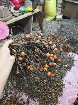 圆籽鲜果半斤带皮每年