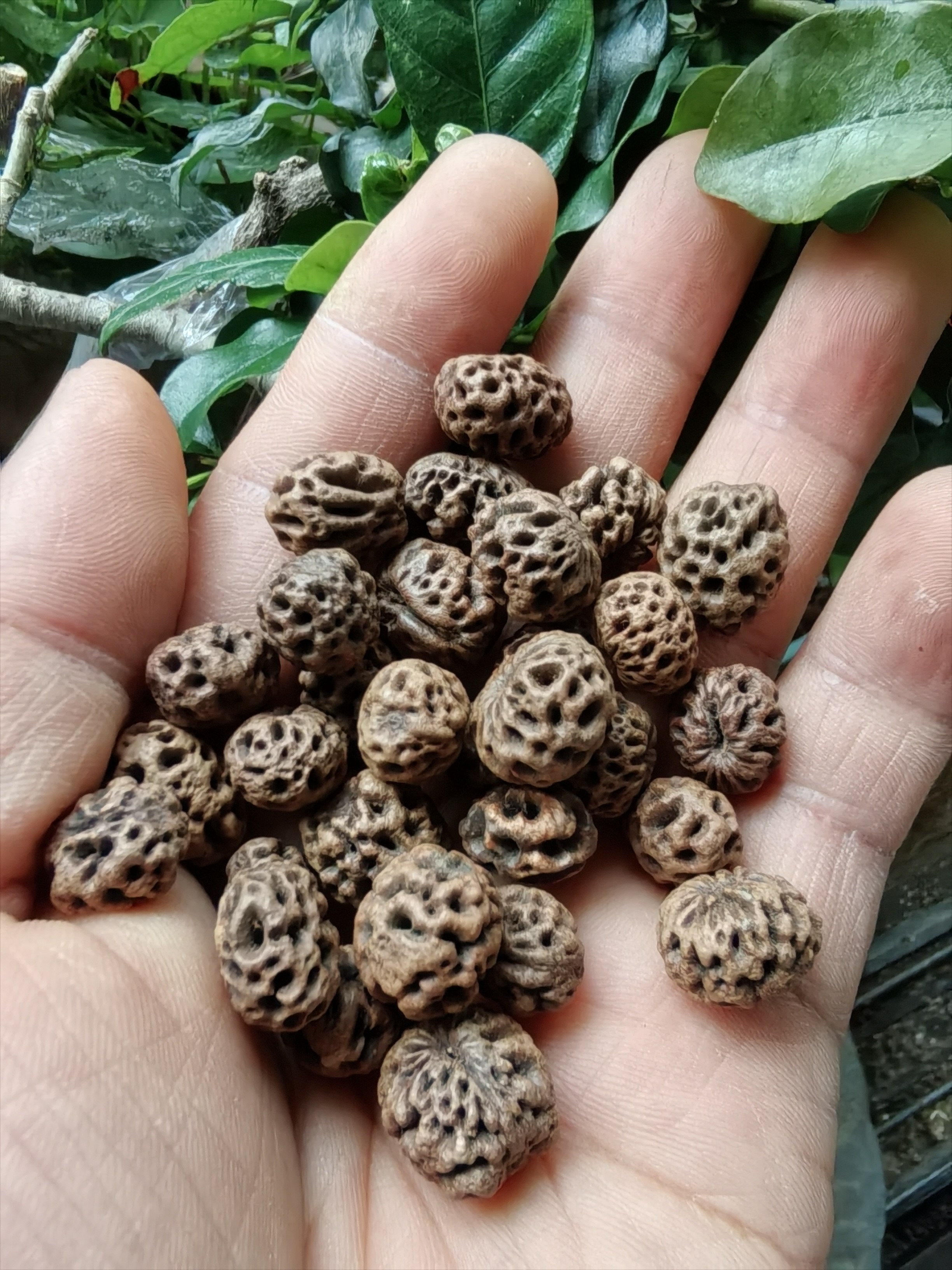 如意菩提子 如意菩提金猪 龙骨 凤眼 龙眼 麒麟眼 柏香菩提