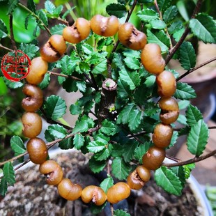 玉化金佛草菩提 千佛操菩提子小元宝菩提手串佛珠自然风化手工