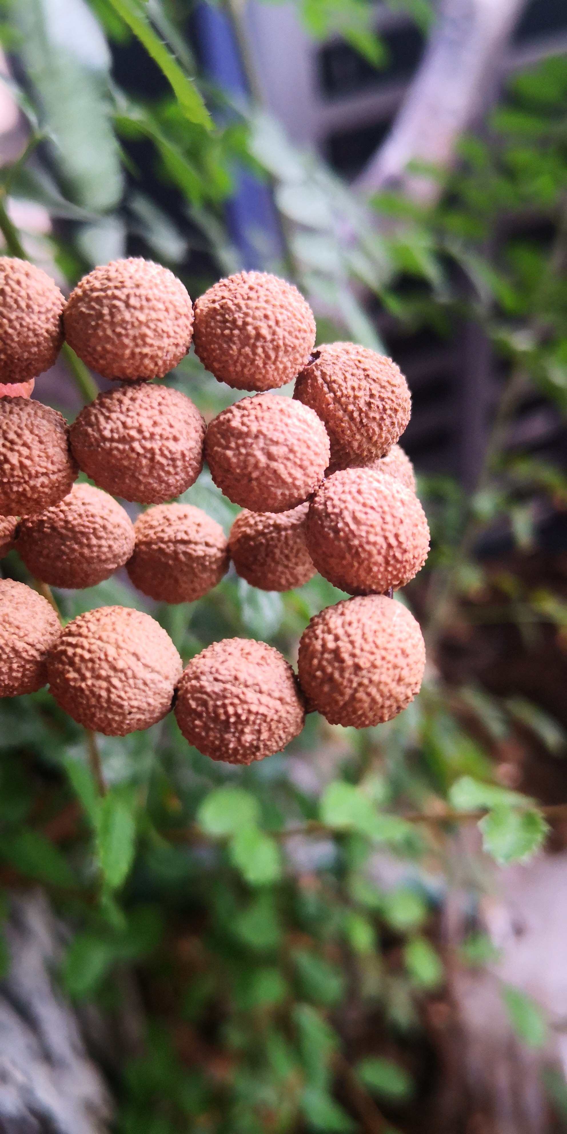 五线菩提故宫五线手工去皮天然菩提子手串佛珠精挑橘皮纹圆籽男女