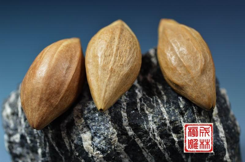 橄榄核单件料 大长核 小核料 圆核 罗汉 观音料 手串料 滴血莲花