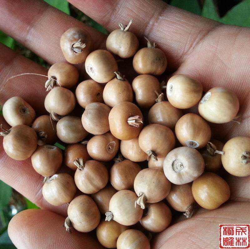 草菩提佛珠原料原籽 草珠子 精选浅黄色高瓷感 矮桩 草珠手链门帘