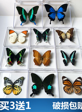 真蝴蝶标本摆件已展翅蜻蜓昆虫标本真虫学生创意生日礼物透明盒装