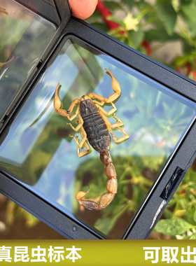 真昆虫标本透明悬浮框展示秋甲虫金蝉蝎子学生观察孩子礼物可取出