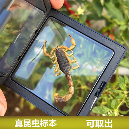 真昆虫标本透明悬浮框展示秋甲虫金蝉蝎子学生观察孩子礼物可取出