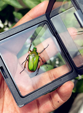 小动物真实昆虫标本悬浮框带底座真虫金龟子甲虫标本奖品礼盒观察