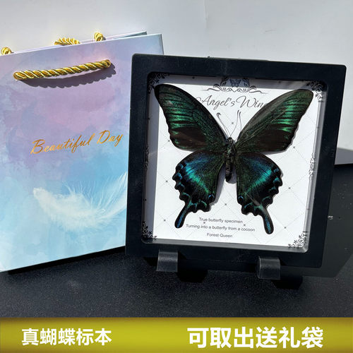 真蝴蝶标本摆件创意礼物