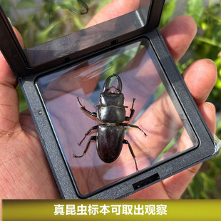 真昆虫标本悬浮框送底座黑秋甲学生观察礼物可取出研究