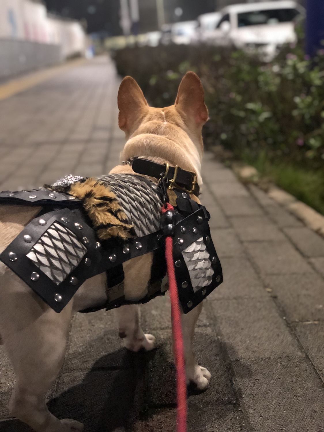 国风狗狗盔甲犇犇防咬