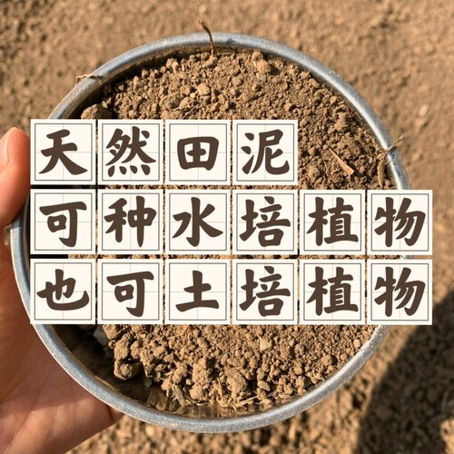 田泥碗莲睡莲水培植物可以可用