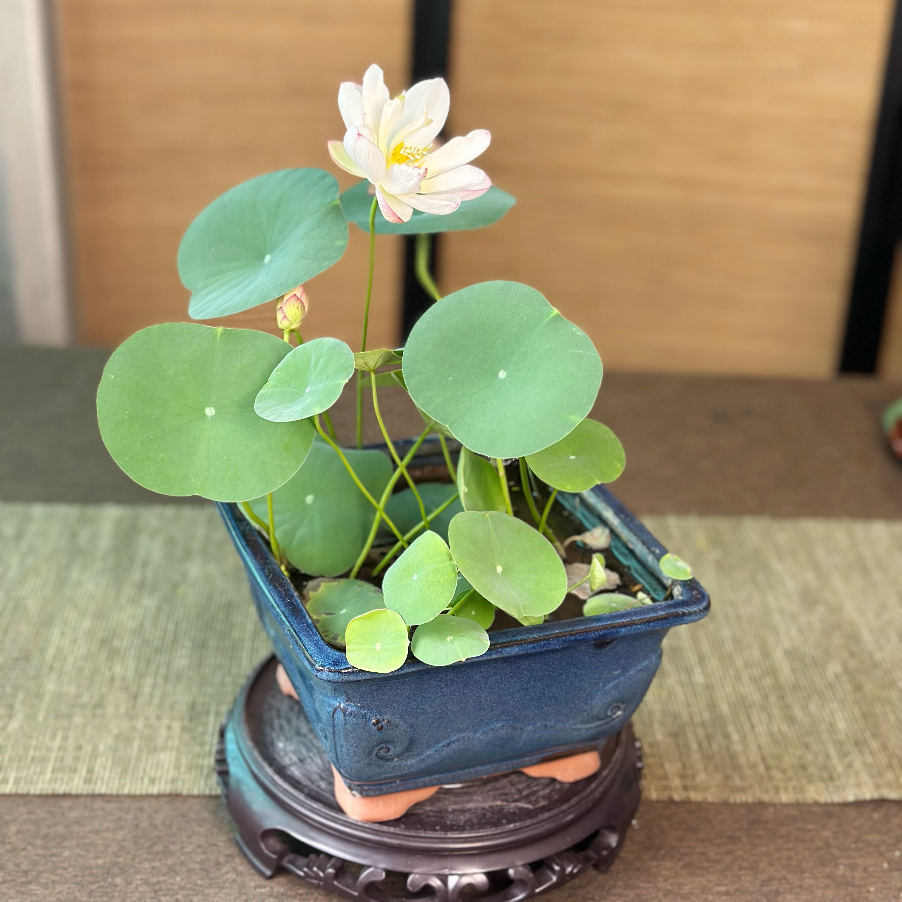 四方祥云狮子款碗莲容器睡莲大号水培花盆莲花水生植物陶瓷微莲盆