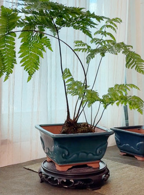 苔藓球红鳞蕨观音竹陶瓷水培盆