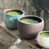 古法养鱼小鱼缸多款 桌面懒人养鱼盆容器观背青鳉鱼缸陶瓷水草鱼缸