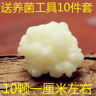 西藏雪莲菌种藏灵菇菌天山雪莲菌开菲尔酸奶发酵菌种kefir食用菌