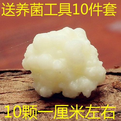 天山雪莲自制酸奶开菲尔包邮菌种
