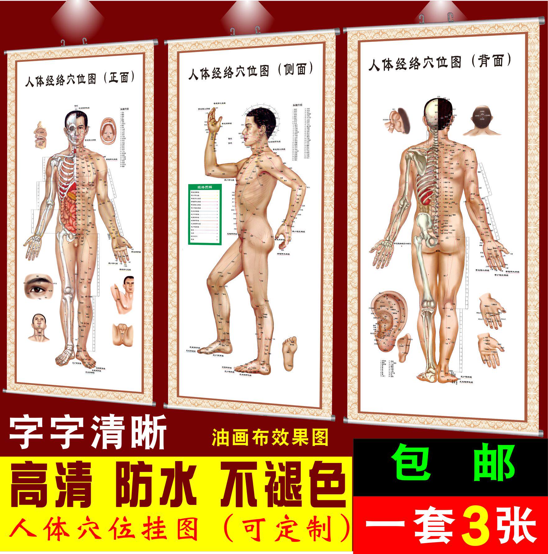 中医养生男性人体十二经络穴位图女性艾灸国家标准针灸海报大挂图