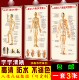 人体经络针灸推拿穴位男女全息标准高清中医文经穴与病症对照挂图