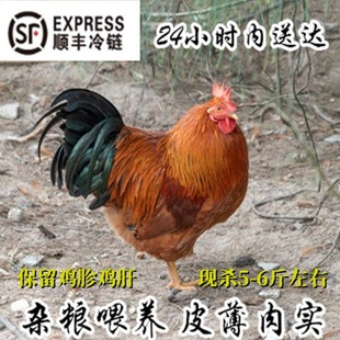 浙江上虞土鸡农家线鸡梁弄阎鸡山养大公鸡杂粮鸡走地鸡跑山鸡飞鸡