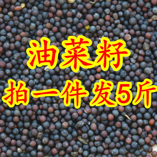 油菜籽鸟食鹦鹉金丝雀玉鸟金青