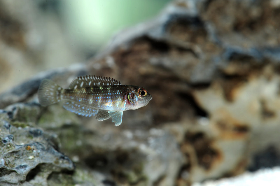 【钻石贝14.4元起】卷贝坦鲷淡水